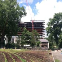 <p>Stamford Hospital&#x27;s new addition looms over Fairgate Farm. Located at 129-143 Stillwater Ave., the is farm having a free public event called &quot;It Isn&#x27;t Easy Being Green,&quot; Saturday from noon until 2 p.m.</p>
