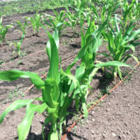 <p>Corn grows at Fairgate Farm. Located at 129-143 Stillwater Ave., it is having a free public event called &quot;It Isn&#x27;t Easy Being Green,&quot; Saturday from noon until 2 p.m.</p>