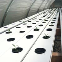 <p>A new batch of lettuce grows in Fairgate Farm&#x27;s greenhouse. Located at 129-143 Stillwater Ave., it is having a free public event called &quot;It Isn&#x27;t Easy Being Green,&quot; Saturday from noon until 2 p.m.</p>