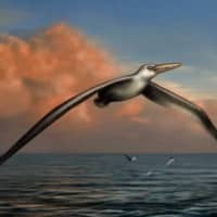 <p>Reconstruction of the worlds largest-ever flying bird: Pelagornis sandersi. </p>
