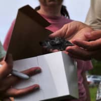 <p>Volunteers help to take the baby purple martins out of their nests to band them at Westport&#x27;s Sherwood Island State Park.</p>