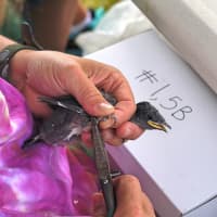 <p>At Westport&#x27;s Sherwood Island, volunteers gather Thursday to band the purple martins that nested at the beach.</p>