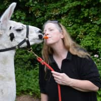 <p>Gail Bennett attempts a demonstration with Juliet, one of her rescue farm llamas.</p>