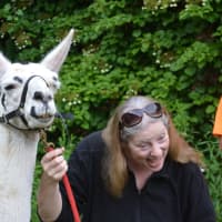<p>Gail Bennett with Juliet, who is one of her rescue farm llamas.</p>