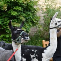 <p>Rescue farm llamas Snickers, left, and Juliet visit the Chappaqua Library</p>