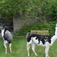 <p>Rescue farm llamas Snickers, left, and Juliet stroll around at the Chappaqua Library</p>
