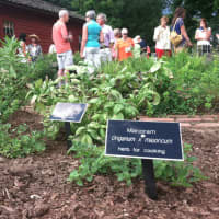 <p>Herbs that Colonial settlers would have used in the 1740s have been planted at the Wilton Historical Society at 224 Danbury Road.</p>