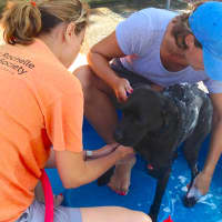 <p>Volunteers wash one of the many dogs.</p>