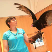 <p>Dante, a Turkey Vulture, spreads his wings at the Wilton Library Wednesday before an educational session with a group of children.</p>