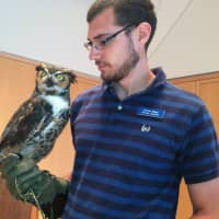 <p>Oscar, a Great-Horned Owl, at the Wilton Library on Wednesday. </p>