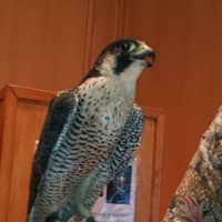 <p>Athena, a Peregrine Falcon, perches on the falconers glove of Mary-Beth Kaeser at Wilton Library Wednesday. </p>