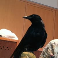 <p>Corbin, an American Crow, at the Wilton Library on Wednesday.</p>