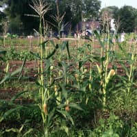 <p>Corn grows at Fairgate Farm on Stillwater Avenue.</p>