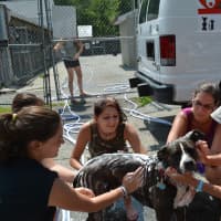 <p>A dog named Star gets washed at the Putnam Humane Society&#x27;s dog wash.</p>