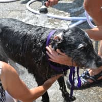 <p>Bentley gets washed at the Putnam Humane Society&#x27;s annual dog wash.</p>