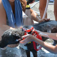 <p>Martha gets washed at the Putnam Humane Society&#x27;s annual dog wash.</p>