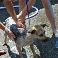 <p>George gets washed at the Putnam Humane Society&#x27;s annual dog wash.</p>