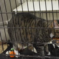 <p>In addition to dogs, the Putnam Humane Society offers cats for adoption. Pictured is one of the cats kept on site.</p>