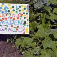 <p>Students learned about sustainable farming, as well as high-level vocabulary associated with gardening, such as photosynthesis and fertilizer. </p>