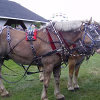 <p>Horses are among many of the animals that will be showcased at the Yorktown Grange Fair.</p>