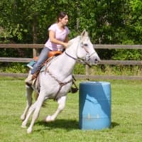 <p>Horse shows will be featured. </p>