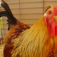 <p>Roosters will be available for show at the Yorktown Grange Fair. </p>
