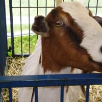 <p>Goats will be featured in a showmanship competition.</p>