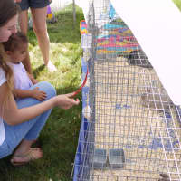 <p>Families from around Fairfield County came to learn about the different animals that earned ribbons at the Cannondale Grange Agricultural Fair Sunday. </p>