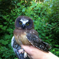 <p>Northern Saw-whet Owl</p>