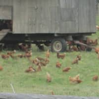 <p>Chickens at Stone Barns Center.</p>