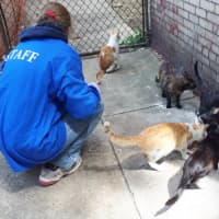 <p>The cats were rescued near the scene of an animal massacre in Yonkers.</p>