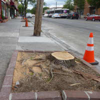 <p>Trees in the downtown have been uprooting, causing pedestrian hazards. They will be replaced and planted in a soil that better keeps roots in place.</p>