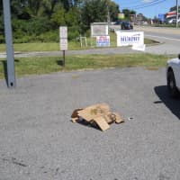 <p>A photo of the scene involving two dead chickens in Mahopac.</p>