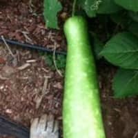 <p>This zucchini was grown in Ardsley by an amateur gardener.</p>