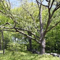 <p>Volunteers are invited to join the park rangers in removing invasive plants at Weir Farm National Historic Site.</p>