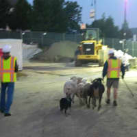 <p>James Eyring and border collie Emma transport sheep and goats to the new barn. </p>