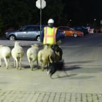 <p>Sheep and goats traveled across the campus at 6 a.m.</p>