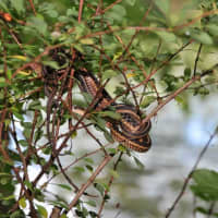 <p>A Garter snake crawls up a tree. </p>