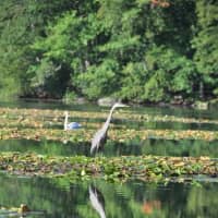 <p>A swan and a blue heron relax in a pond. </p>