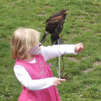 <p>A youngster gets an up-close look at a bird of prey at a previous Hawk Watch Festival.</p>