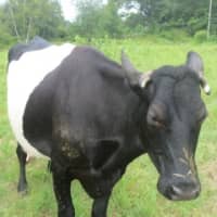<p>Adopt a Cow at Hilltop Hanover Farm through its program. </p>