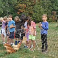 <p>Students visited Stone Barns to explore the connection between farm life and harvesting. </p>