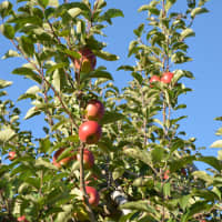 <p>Apples on a tree at Outhouse Orchards in North Salem.</p>