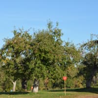 <p>Apple trees at Outhouse Orchards in North Salem.</p>