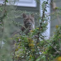 <p>A bobcat spotted on Winding Road Farm on Oct. 1</p>