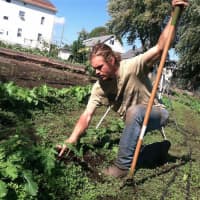 <p>Maxon Keating, farm manager and production manager, at Fairgate Farm on Stillwater Avenue checks on some of the produce. The garden is having its fall harvest Saturday.</p>