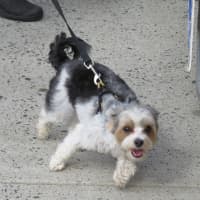 <p>Countless dogs enjoyed taking a stroll through Bronxville.</p>