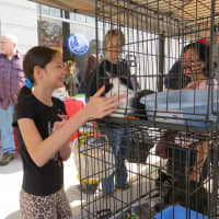 <p>The pet adoption tent was one of the more popular destinations at the Bronxville Sidewalk sale.</p>