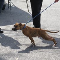 <p>One of the dogs that was up for adoption outside of Provision for Pets in Bronxville.</p>