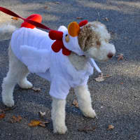 <p>A family dog attends the parade. </p>